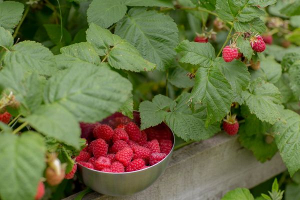 Guide d'achat des top feuilles bio de framboisier